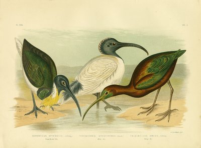 Straw-Necked Ibis by Gracius Broinowski